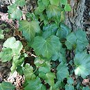 Hedera helix Angularis