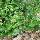 Hedera helix Erecta