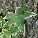 Hedera helix Vera