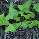 Hedera helix Wichtel