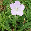 Geranium clarkei (bodziszek Clarka)