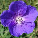 Geranium pratense Striatum