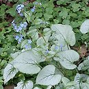 Brunnera macrophylla Looking Glass