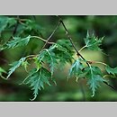 znalezisko 20120616.8.js - Betula pendula (brzoza brodawkowata); Arboretum w Karnieszewicach