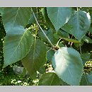 znalezisko 20060703.55.js - Betula utilis ssp. jacquemontii (brzoza pożyteczna odm. Jacquemonta); Ogród Botaniczny we Wrocławiu