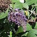 Buddleja davidii Butterfly Candy Lila Sweetheart