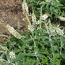 Buddleja davidii Ice Chip