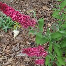 Buddleja davidii Tutti Frutti