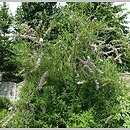 znalezisko 20210622.117.js - Buddleja alternifolia (budleja skrętolistna); Arboretum Wojsławice