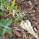 Buddleja Dreaming White