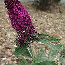 Buddleja Miss Molly