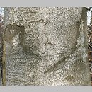 znalezisko 20070109.1.js - Fagus sylvatica (buk zwyczajny); Góry Kaczawskie, okolice Wlenia