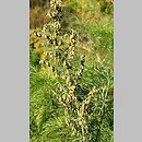 Artemisia abrotanum (bylica BoÅ¼e drzewko)