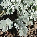 Artemisia stelleriana (bylica Stellera)