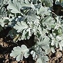 Artemisia (bylica)
