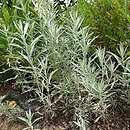 Artemisia ludoviciana Silver Queen