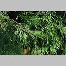 znalezisko 20120825.18.js - Calocedrus decurrens (cedrzyniec kalifornijski); Arboretum Wojsławice