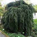 Tsuga canadensis Pendula