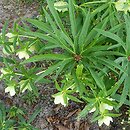 Helleborus multifidus ssp. hercegovinus (ciemiernik wielodzielny)