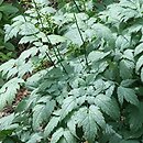 Actaea pachypoda Misty Blue