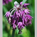 znalezisko 20140608.10.js - Allium cyathophorum var. farreri (czosnek Ferrera); OB Uniw. Wrocławskiego