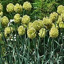 Allium obliquum (czosnek ukoÅ›ny)