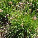 Allium Millenium