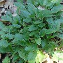 Stachys densiflora Zwerg