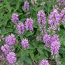 Stachys spathulata (czyściec niski)