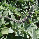 Stachys byzantina Big Ears