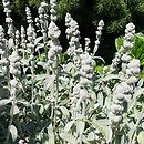 Stachys byzantina Cotton Boll