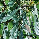 Quercus petraea Insecata