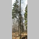 znalezisko 20050412.1.js - Quercus palustris (dąb błotny); okolice Wlenia, Pogórze Kaczawskie