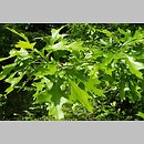 znalezisko 20050603.3.js - Quercus palustris (dąb błotny); okolice Wlenia, Pogórze Kaczawskie