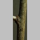 znalezisko 20050306.1.js - Quercus rubra (dąb czerwony); okolice Wlenia, Pogórze Kaczawskie