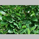 znalezisko 20120000.1e.js - Quercus pontica (dąb pontyjski); Arboretum Wojsławice