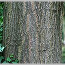 znalezisko 20120606.1.js - Quercus coccinea (dąb szkarłatny); Arboretum Przelewice