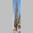 znalezisko 20060221.1.js - Quercus robur (dąb szypułkowy); Pogórze Kaczawskie, okolice Wlenia