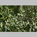 znalezisko 20120720.31.js - Quercus robur ‘Argenteomarginata’; Arboretum Wojsławice