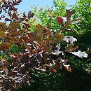 Quercus robur Timuki