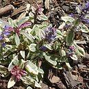 Ajuga tenorei Princess Nadia