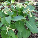 Hydrangea bifida Pink-kii