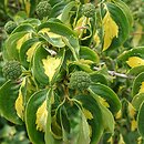 Cornus kousa var. kousa Gold Star