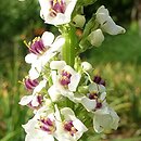 Verbascum chaixii Wedding Candles