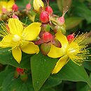 Hypericum androsaemum Raspberry