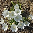 znalezisko 20190628.37.js - Campanula carpatica ‘Pearl White’; Arboretum Wojsławice