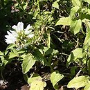 Campanula glomerata Blondynka