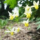 Epimedium Totnes Turbo