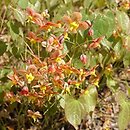 Epimedium ×warleyense Orangekönigin