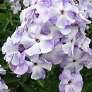 Phlox paniculata Flame Blue